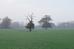 Blackmore Landscape : Blackmore, Essex, field, tree
