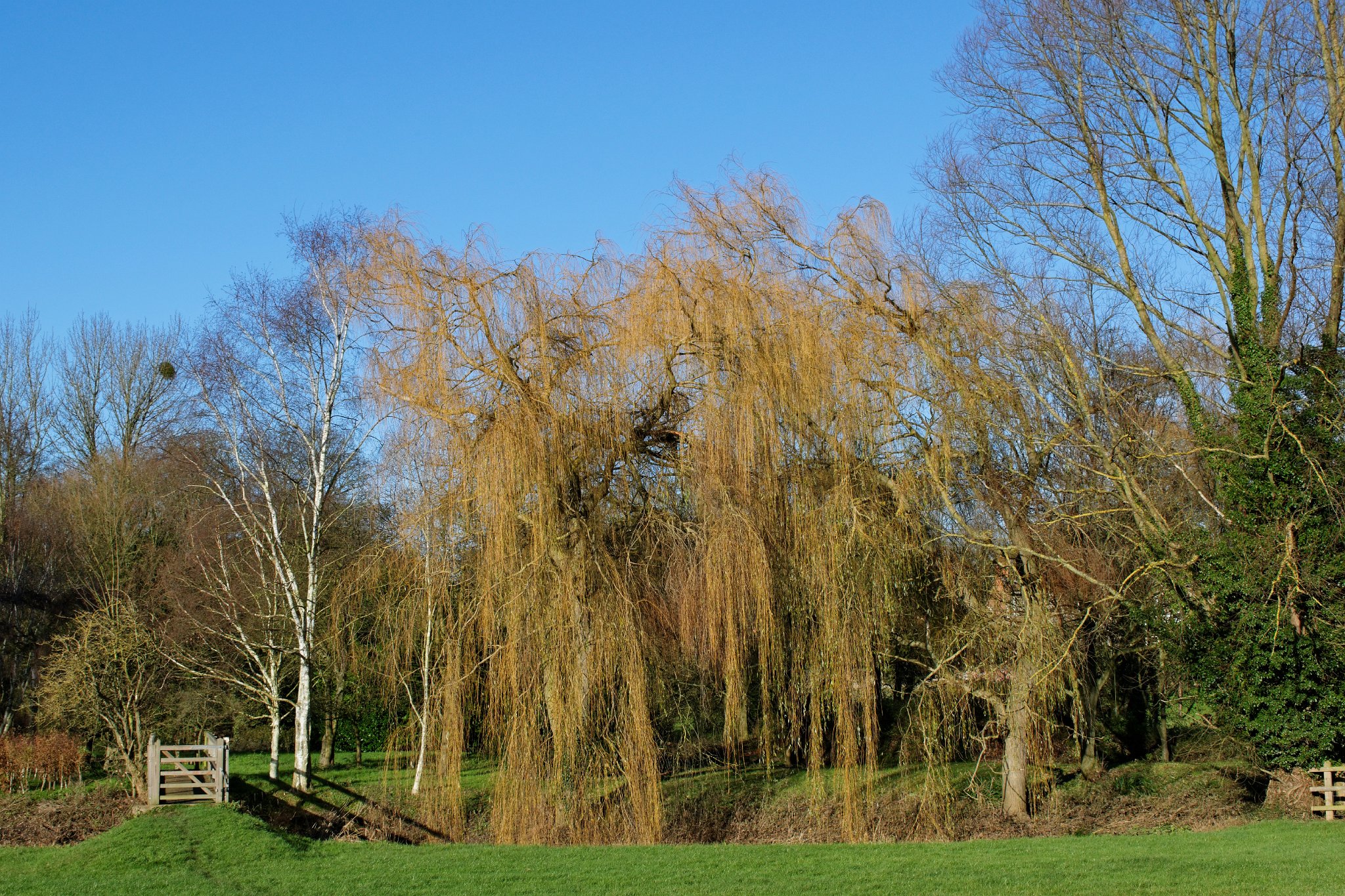 Footbridge over the River Colne
