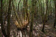 Hatfield Forest - Coppiced Birch : Hatfield, Forest, Essex, trees