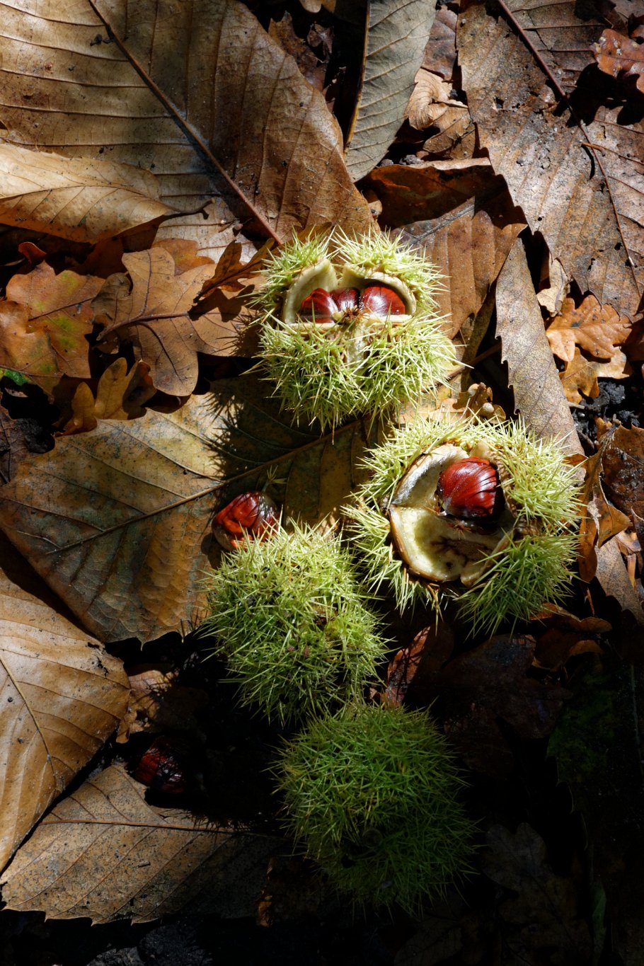 Sweet Chestnut, Norsey Wood