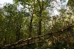 Fallen Tree  Norsey Wood, Billericay,Essex : Norsey, Wood, Billericay, Essex, trees, nature, woodland