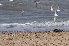 Sandpipers  Point Clear, Essex : Point Clear, Essex, coast, coastal, sea, shoreline, seabirds, sandpipers