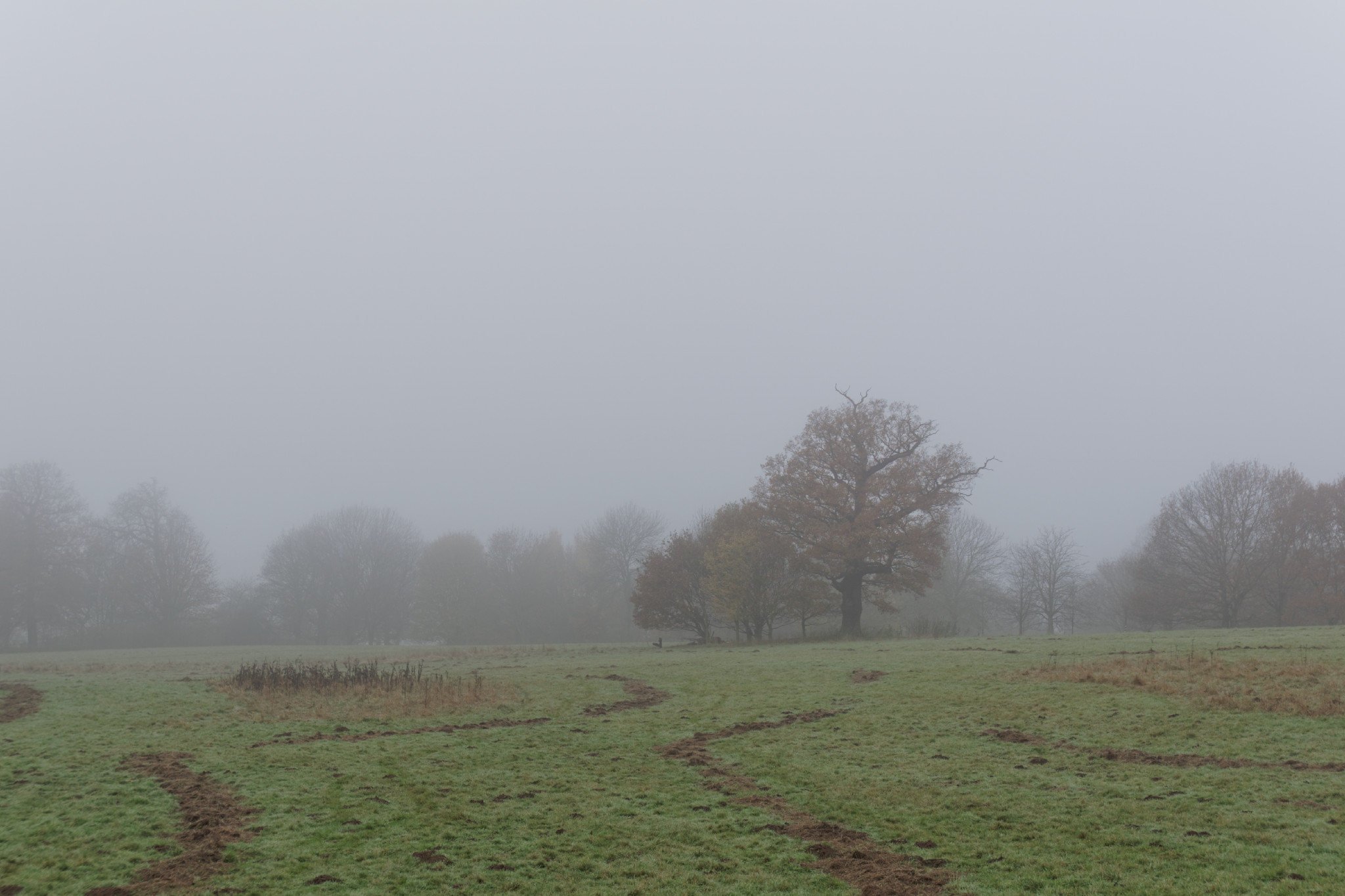 A New Brume