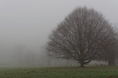 Loneliness of the Long Distance Runner : park, Weald, fog