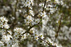 April Blossom : Blossom, April, Quendon, hedge