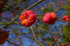 Fruits of Autumn, Little Easton  Spindle (Euonymus europaea) : Essex, rural, countryside, scenery, spindle, fruit
