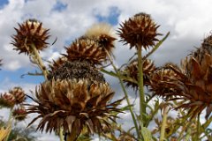 Thistle : thistle, seeds