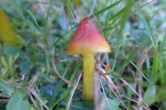 Blackening Waxcap - Hygrocybe conica  In St Paul's churchyard, Bentley Common. These are a brilliant red and yellow when young, but turn black as they age. : fungi, mushroom, uk, United Kingdom, blackening, waxcap, bentley, st paul