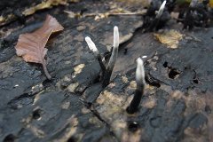 Candlesnuff fungus - Xylaria hypoxylon  Found in Hall Wood near Brentwood, Essex. Also known as Stag's Horn - more mature specimens look like antlers. : fungi, mushroom, uk, Essex fungi, Candlesnuff, hall wood