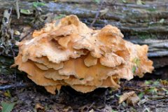 Chicken of the Woods - Laetiporus sulphureus  Found in Mores Woods : fungi, mushroom, uk, chicken, woods, mores