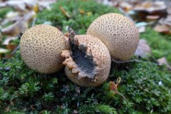 Common Earthball - Scleroderma citrinum  In Thorndon Country Park, Brentwood. One of the earthballs has split, revealing the spores within. : mushroom, UK, Essex, Fungi, common, earthball, thorndon