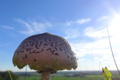 Parasol - Macrolepiota procera  Jury Hill, overloooking the Thames valley. : fungi, mushroom, uk, parasol, jury, hill