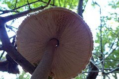 Parasol - Macrolepiota procera  Found in Curtis Mill Green, near Abridge: with characteristic snakeskin pattern on stem, cap 15cm dia. : fungi, mushroom, uk, parasol, curtis mill green
