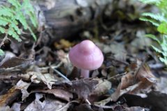 Rosy Bonnet - Mycena Rosea  A beautiful mushroom found in Weald Country Park, Essex : fungi, mushroom, uk, rosy, bonnet, weald