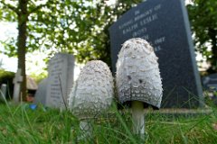 Shaggy Inkcap - Coprinus comatus  aka Lawyer's Wig. The young fungus is covered by a thick wooly veil with felty scales on the cap. We found these in the graveyard of St James, Great Saling. : fungi, mushroom, uk, shaggy, inkcap, lawyers, wig, great, saling