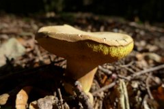 Suede Bolete - Boletus subtomentosus  Found in Weald Park near Brentwood, Essex. Bolete mushroom have tubes and pores on the underside, rather than gills. : mushroom, uk, Essex, Fungi, Weald, suede, bolete