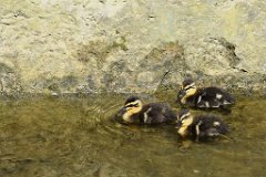 Finchingfield Ducklings : Easter, Duckling, Finchingfield, Essex
