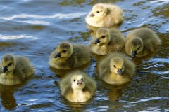 Branta canadensis  Younger Canadian Goslings : Goose, Canadian, Goslings, water