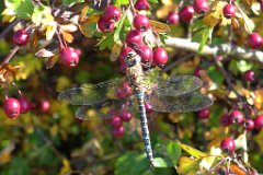 Common Hawker (Aeshna juncea) male : dragonfly, hawthorn