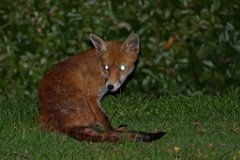 Fox - Vulpes vulpes  Seen near the Thames Estuary Path at Grays, Essex : Fox, night, vulpes