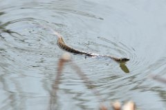 Swimming Grass Snake - 3  Satisfied we weren't a threat, it carried on to the bank of the River Stort. : snake, swimming, river, Stort