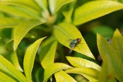 Green on Green  Greenbottle - Lucilla caesar : greenbottle, fly
