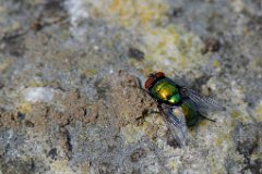 Lucilla caesar : fly, greenbottle, lucilla