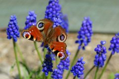 Peacock Butterfly on Grape Hyacinth : butterfly, peacock, grape, hyacinth, blue