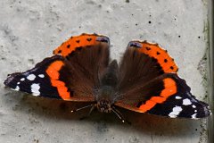Red Admiral  Vanessa atalanta : Red Admiral, butterfly