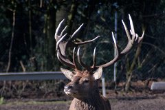 Red Deer : deer, Bedfords Park, stag, antlers