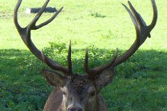 Red Deer Stag  Bedfords Park, Essex : red, deer, stag, antlers