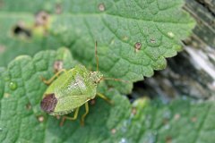 Palomena prasina  Green Shieldbug : Shieldbug, Insect, Green