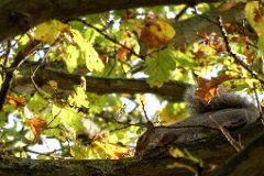 Autumn camouflage  Sciurus carolinensis : squirrel, grey, tree, autumn