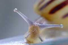 White-lipped Snail (Cepaea hortensis) : White-lipped Snail, Cepaea hortensis