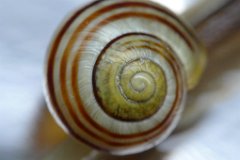 White-lipped Snail (Cepaea hortensis) : snail
