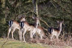 Intruder Alert!  Fallow deer in Weald Park, Brentwood,Essex : Fallow Deer, wildlife, Essex, Park, Brentwood, Weald