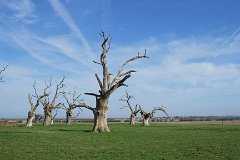 Ents, Mundon  Dead Oaks in Mundon, near Maylandsea, Essex, bleached by the sun. : Essex, rural, countryside, trees, oak, petrified, dead, Mundon