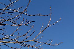 Winter sky - Horse Chestnut Buds : Essex, rural, countryside, scenery, horse chestnut, buds, sky