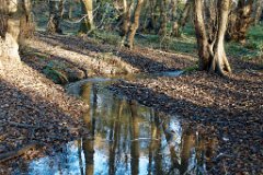 Mores Wood, Brentwood : Essex, rural, countryside, scenery, stream, wood