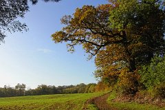 The Spinney, Little Easton : Essex, rural, countryside, scenery, UK, spinney