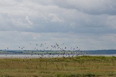 Canvey Island : Canvey, Island, Coast, Essex, birds