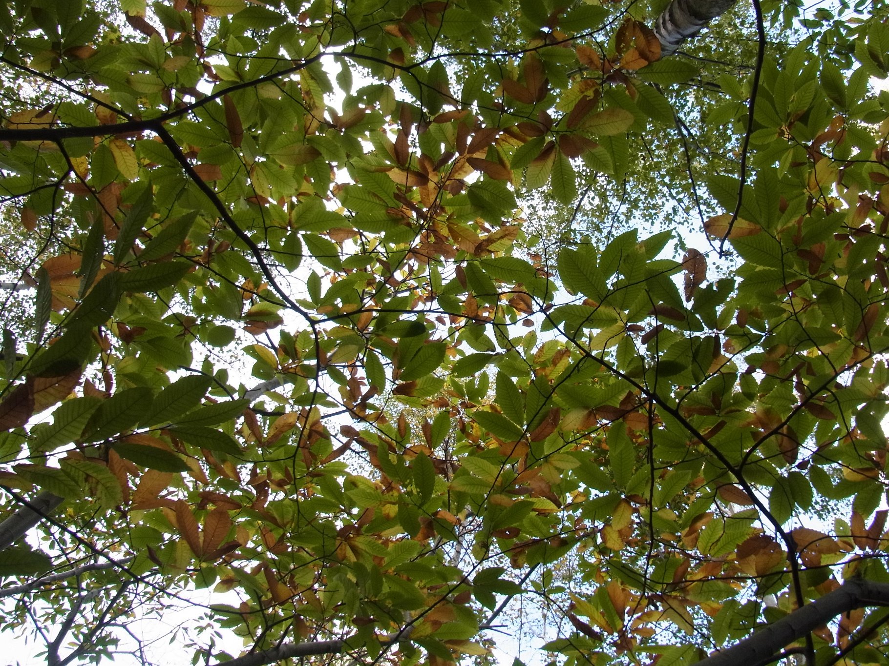 Autumn Canopy