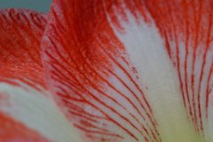 Amaryllis Minerva : Amaryllis, flower