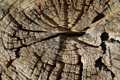 Oak : Oak, wood, texture