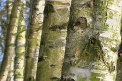 Merrymeade Texture  Birch bark : Birch, bark, tree
