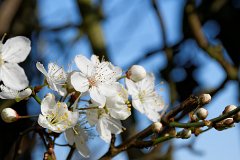 Blackthorn Blossom : blackthorn, hedge, blossom, spring