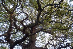 Thorndon Park Oak : Essex, Oak, tree, Thorndon, UK