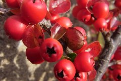 Cotoneaster at St Nicholas' Church : red, berries, cotoneaster