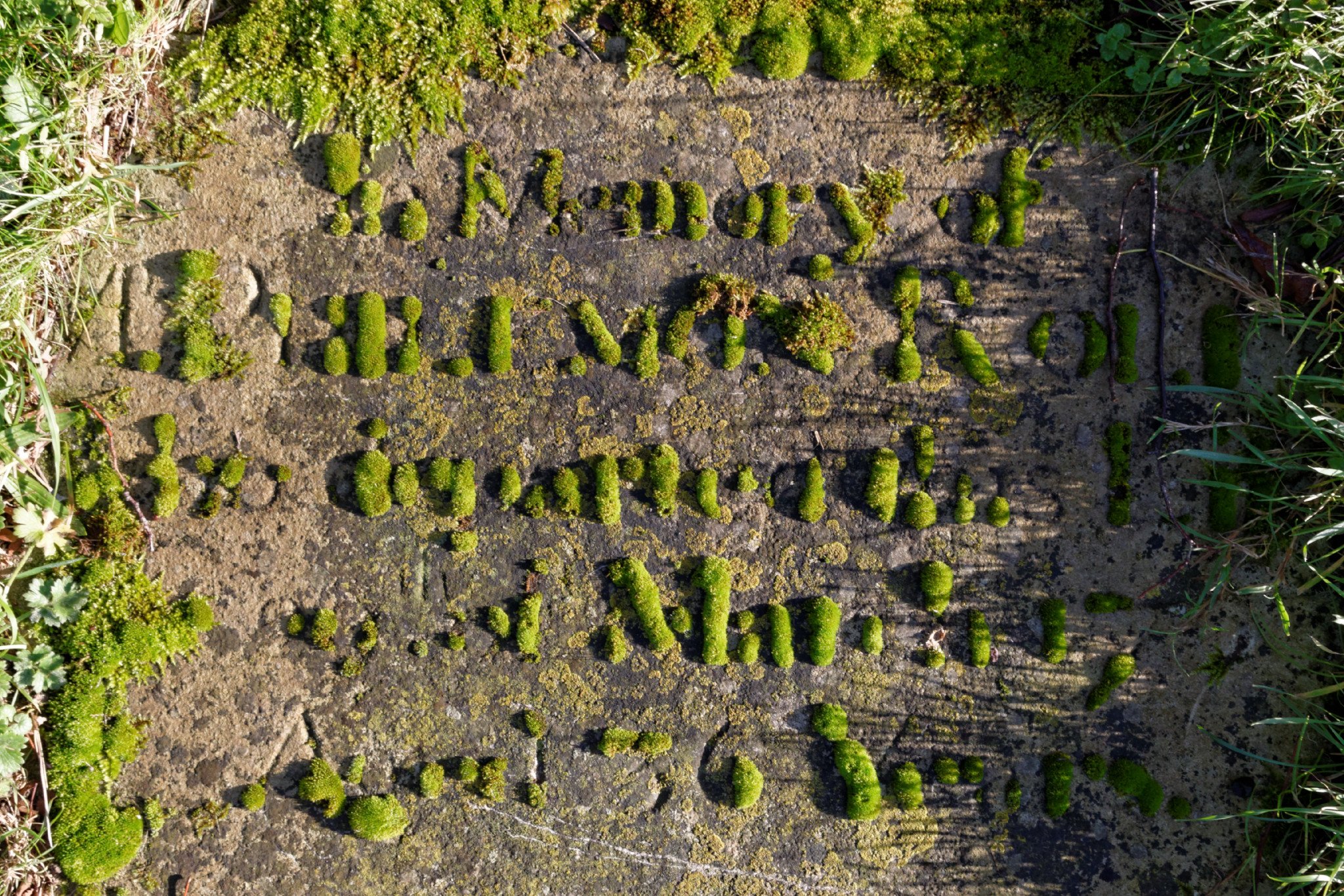 In Mossy Memory