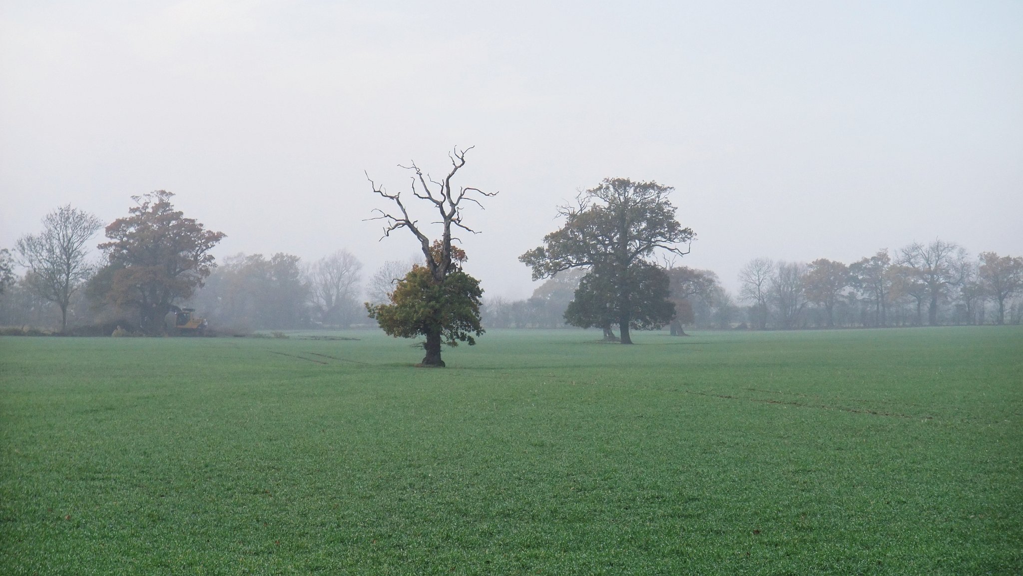 Blackmore Landscape
